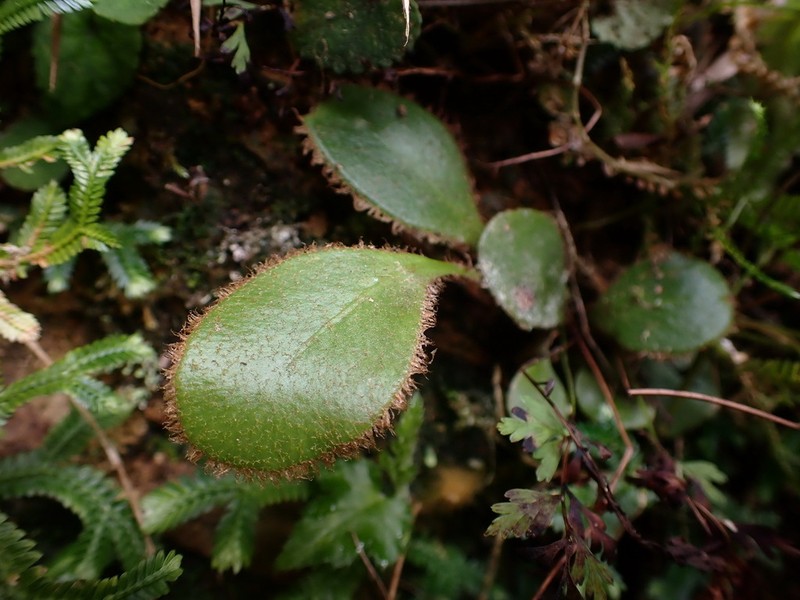Elaphoglossum luzonicum photo 2