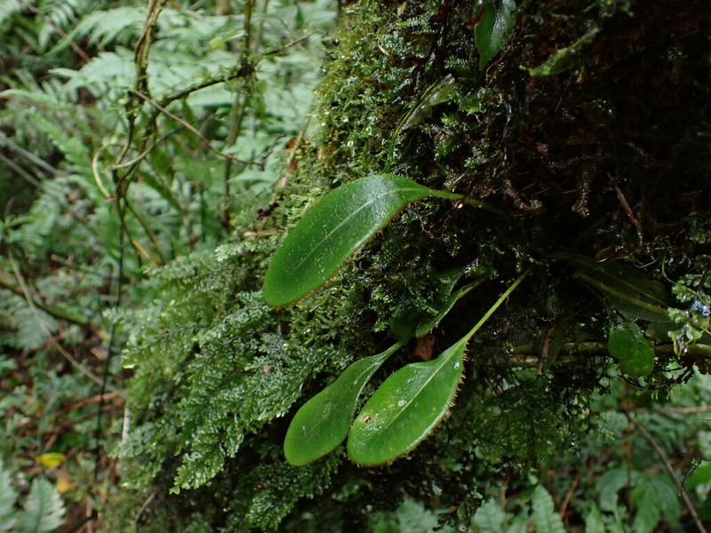 Elaphoglossum luzonicum photo 3