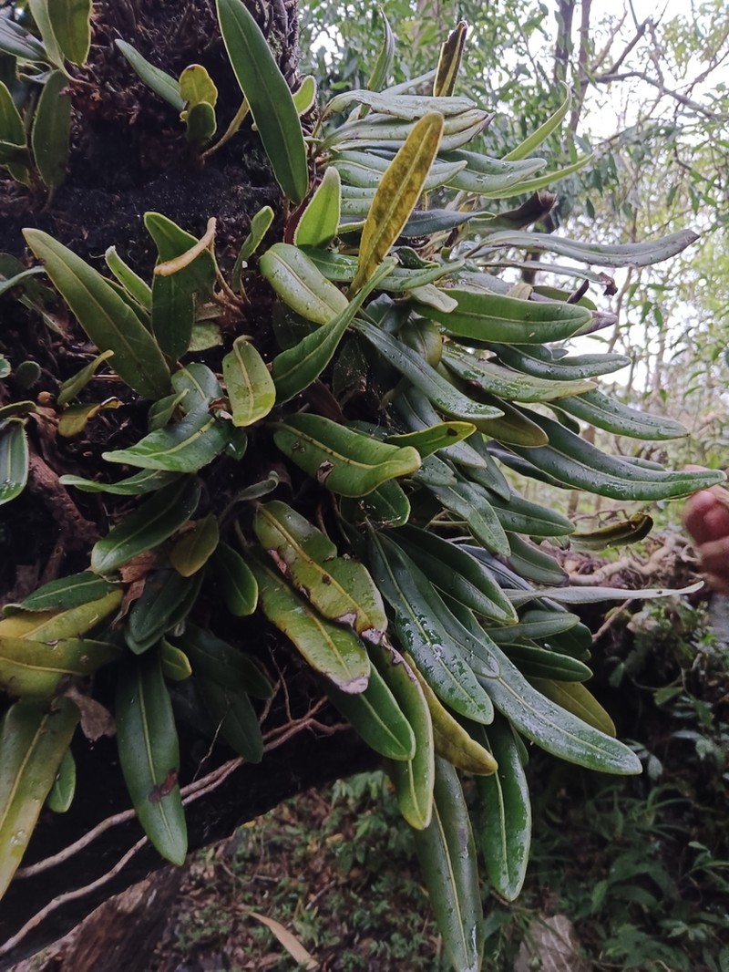 Elaphoglossum luzonicum photo 4