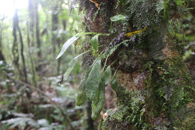 Elaphoglossum luzonicum photo 5