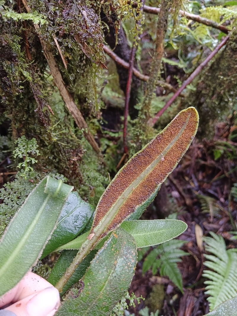 Elaphoglossum luzonicum photo 7