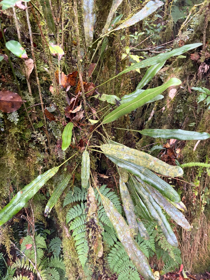 Elaphoglossum luzonicum photo 8