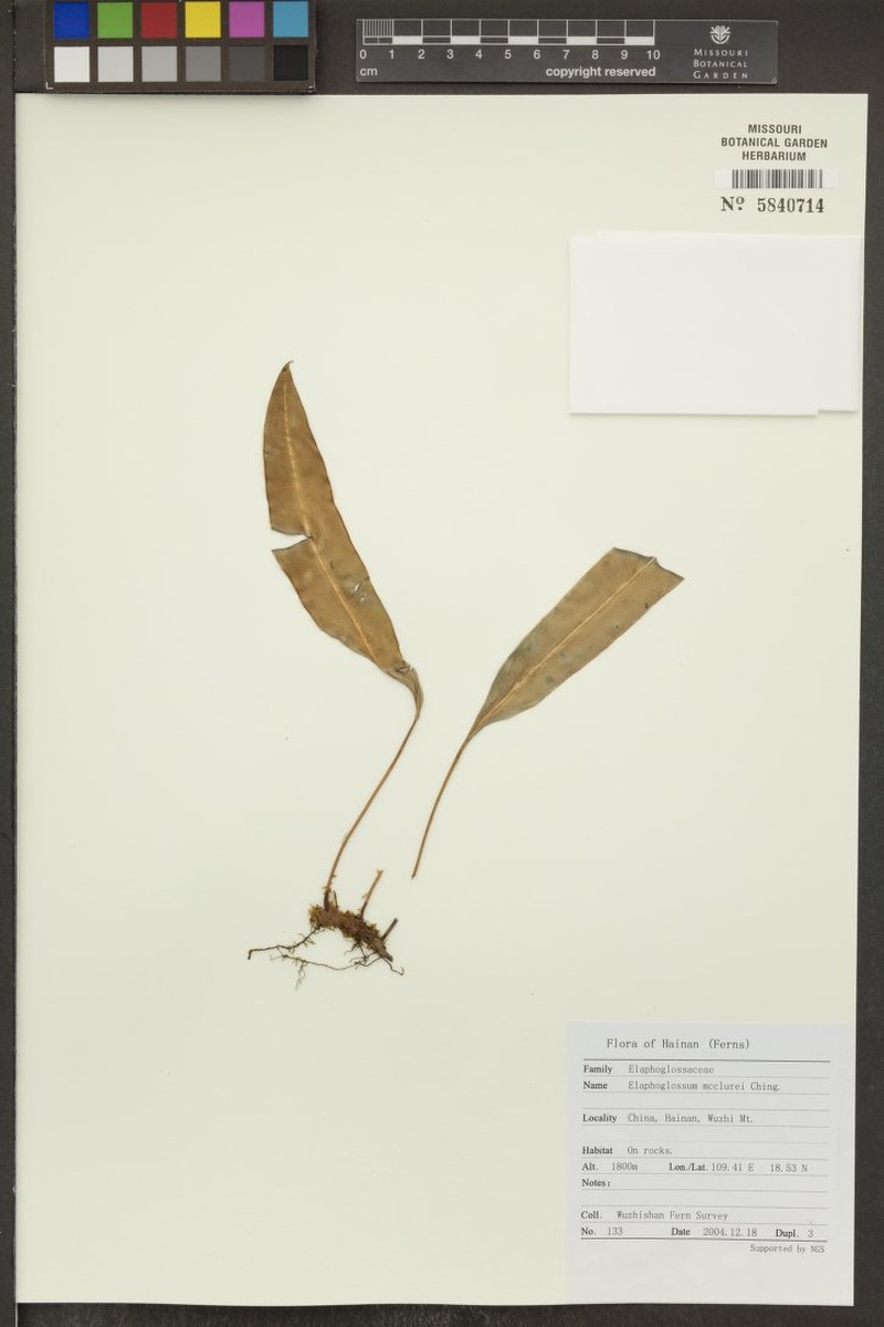 Elaphoglossum luzonicum var. mcclurei