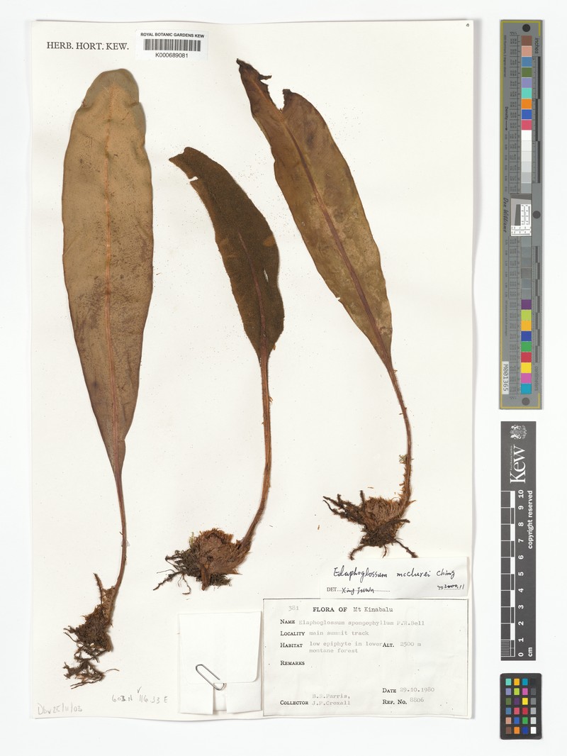 Elaphoglossum luzonicum var. mcclurei photo 2