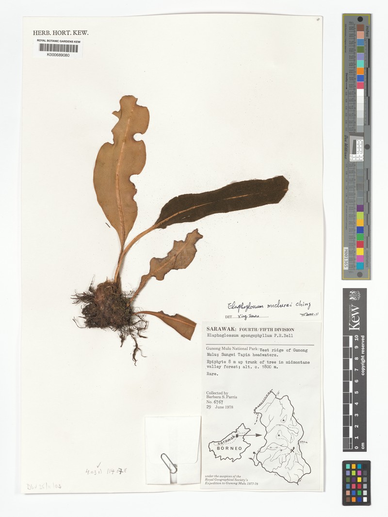 Elaphoglossum luzonicum var. mcclurei photo 3