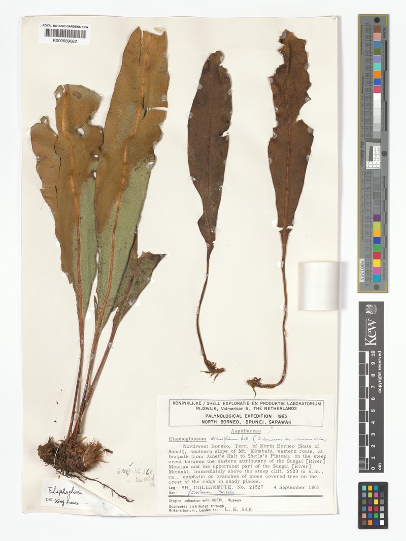 Elaphoglossum luzonicum var. mcclurei photo 4