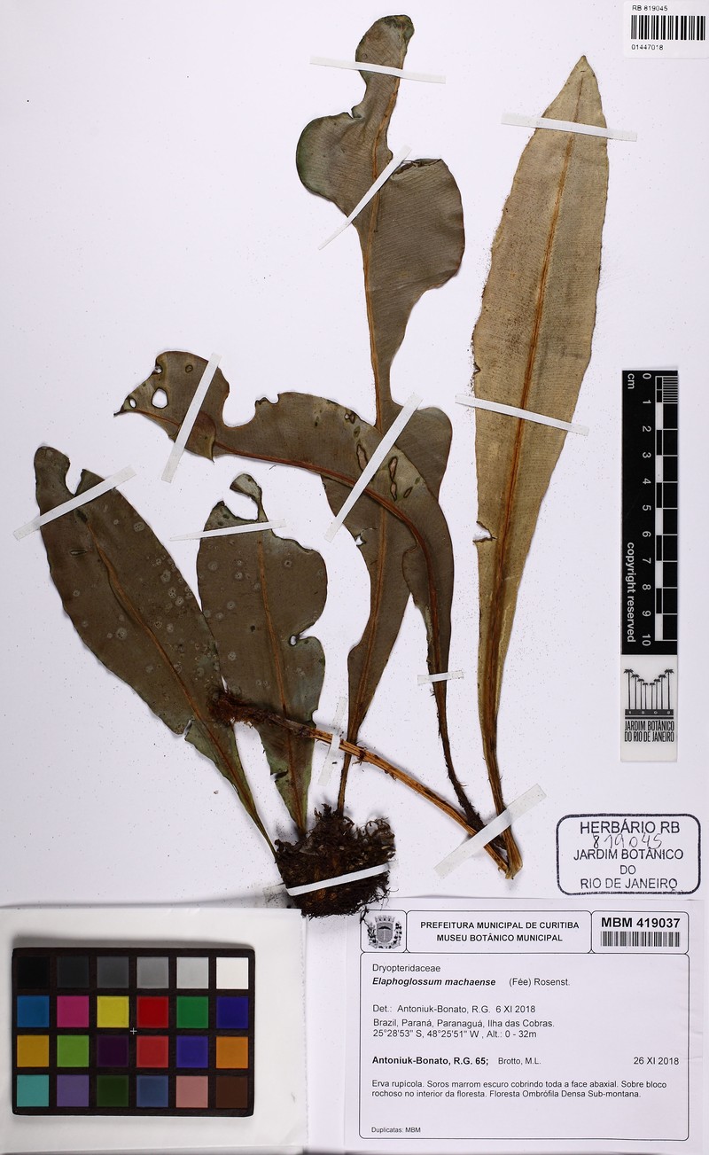 Elaphoglossum macahense