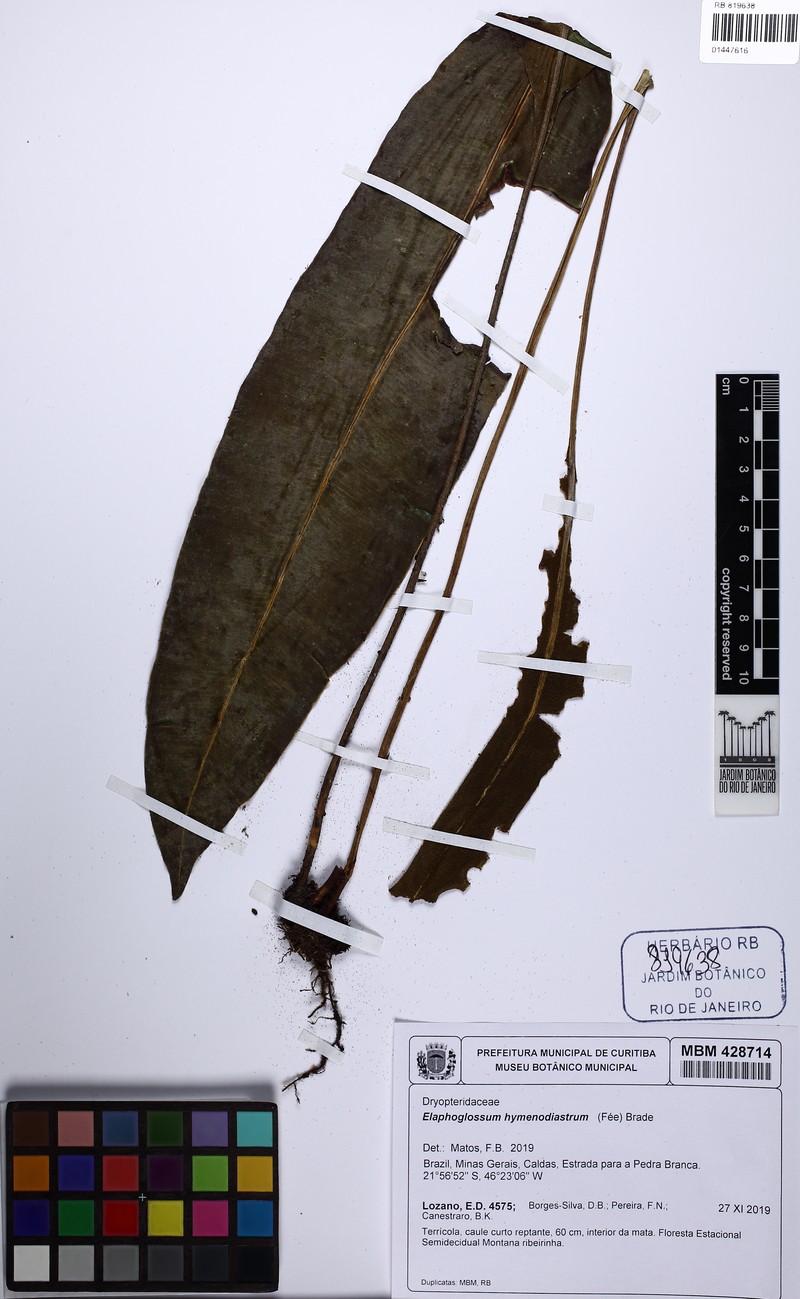 Elaphoglossum macrophyllum