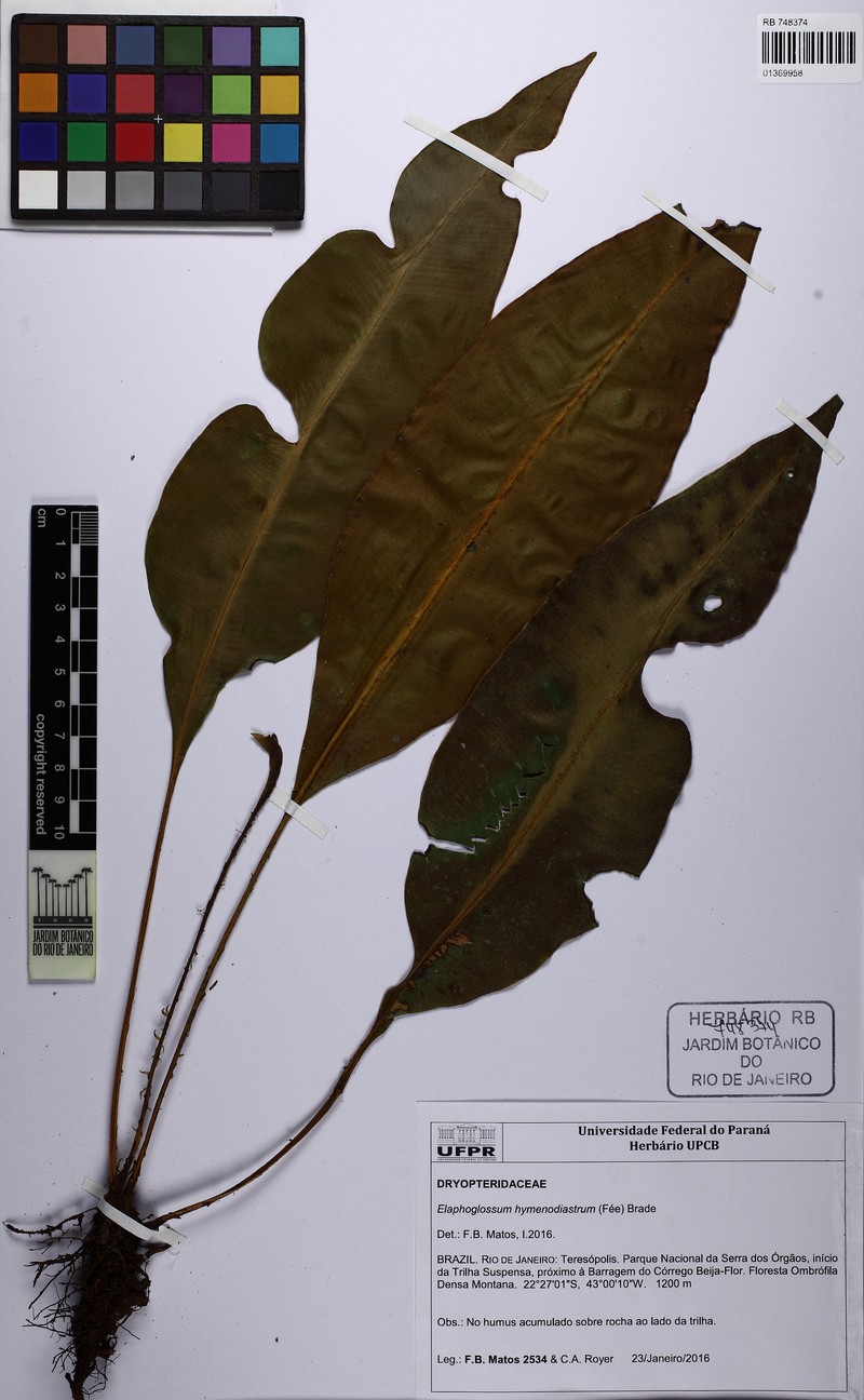 Elaphoglossum macrophyllum photo 2