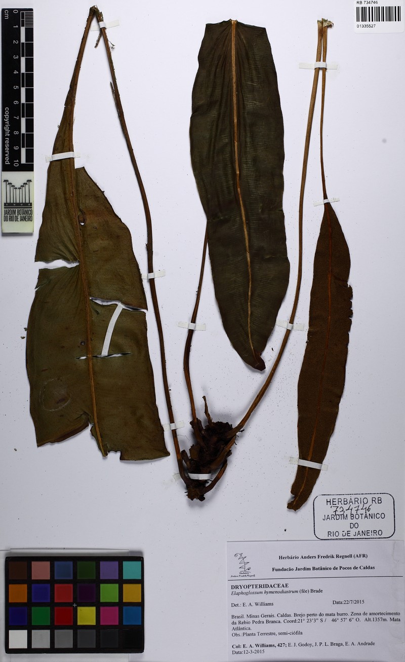 Elaphoglossum macrophyllum photo 3