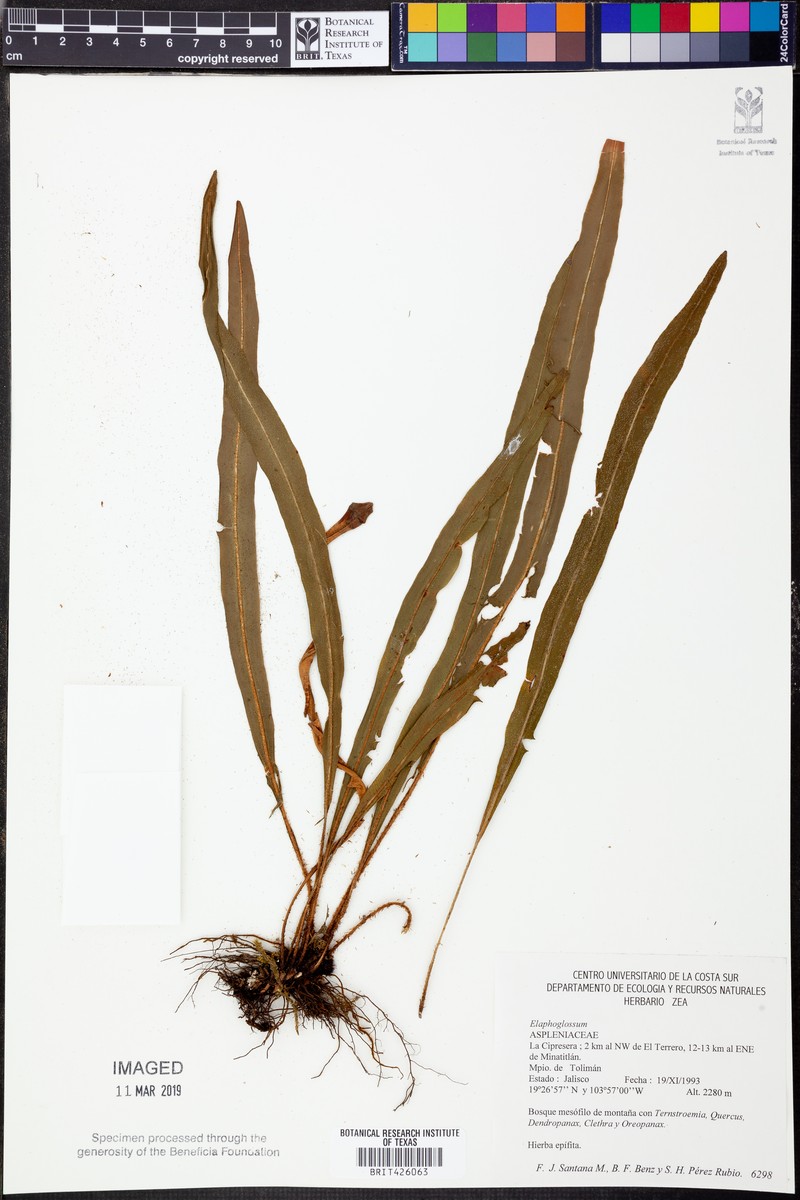 Elaphoglossum macrophyllum var. schmalzii