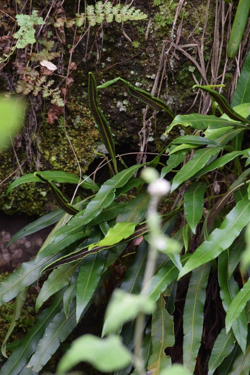 Elaphoglossum macropodium