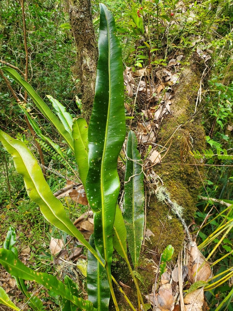 Elaphoglossum macropodium photo 2