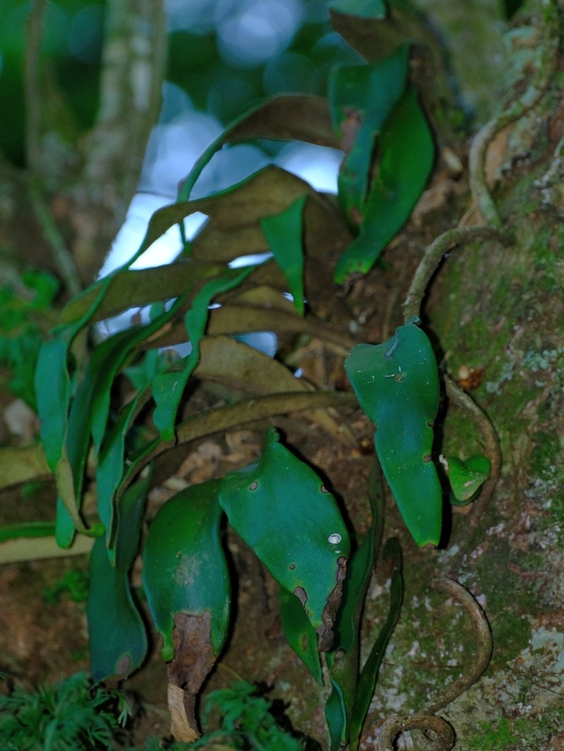 Elaphoglossum macropodium photo 4