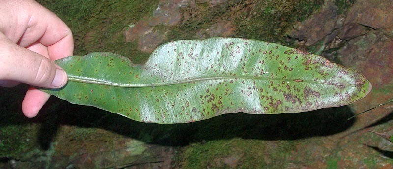 Elaphoglossum macropodium photo 5