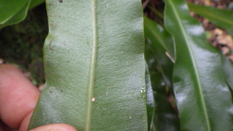 Elaphoglossum macropodium photo 7