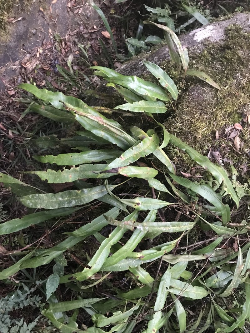 Elaphoglossum macropodium photo 8