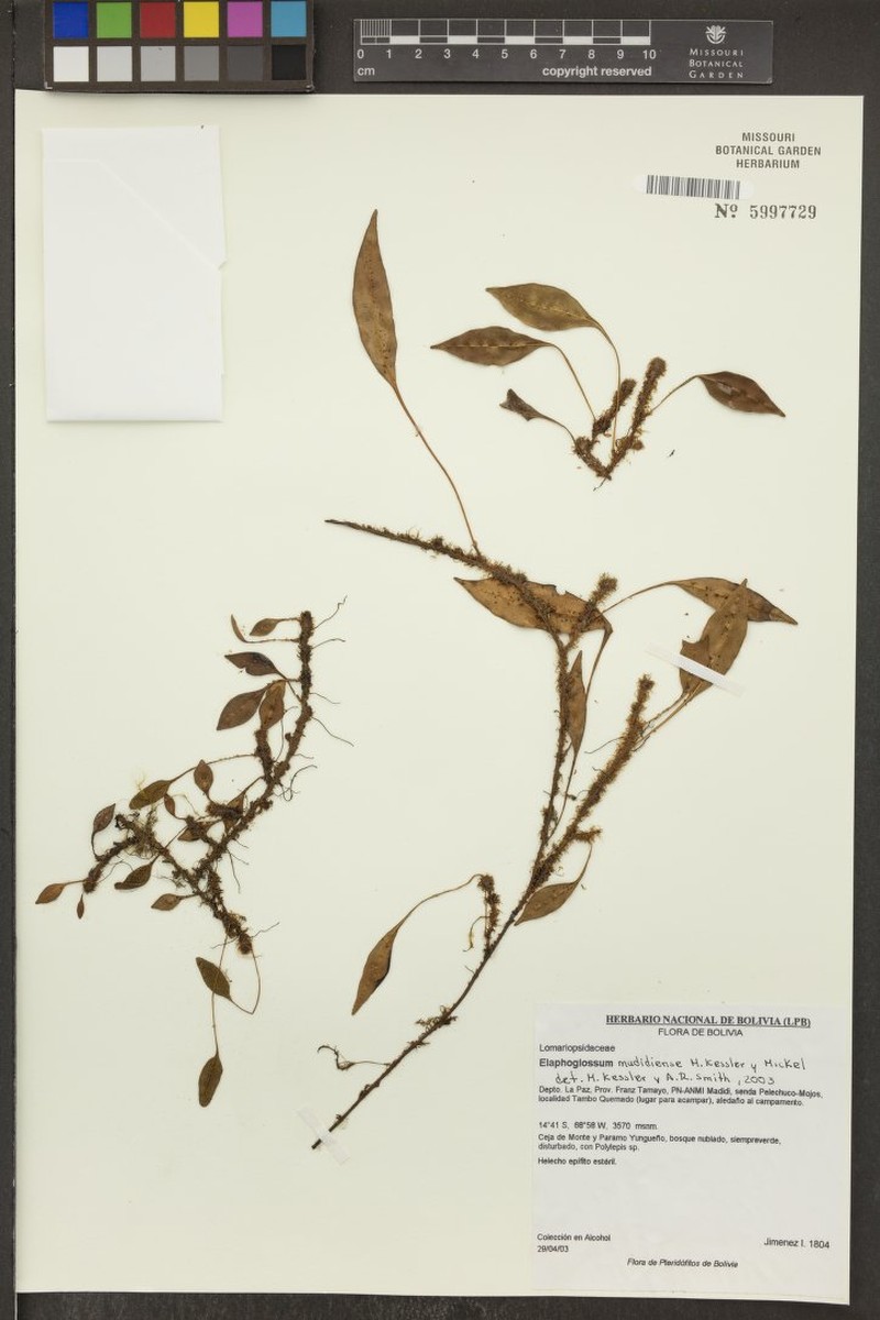 Elaphoglossum madidiense