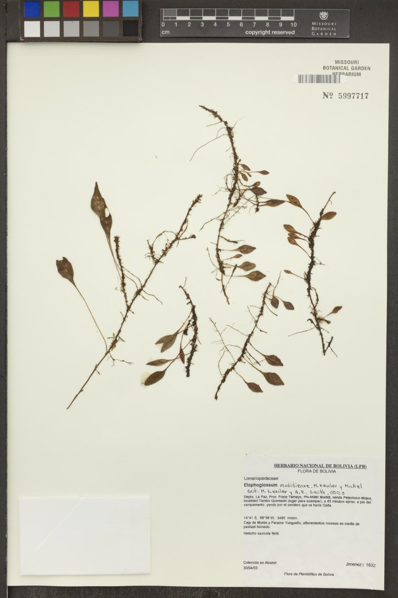 Elaphoglossum madidiense photo 2