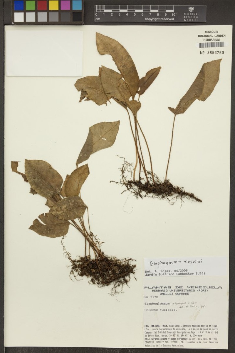 Elaphoglossum maguirei photo 2