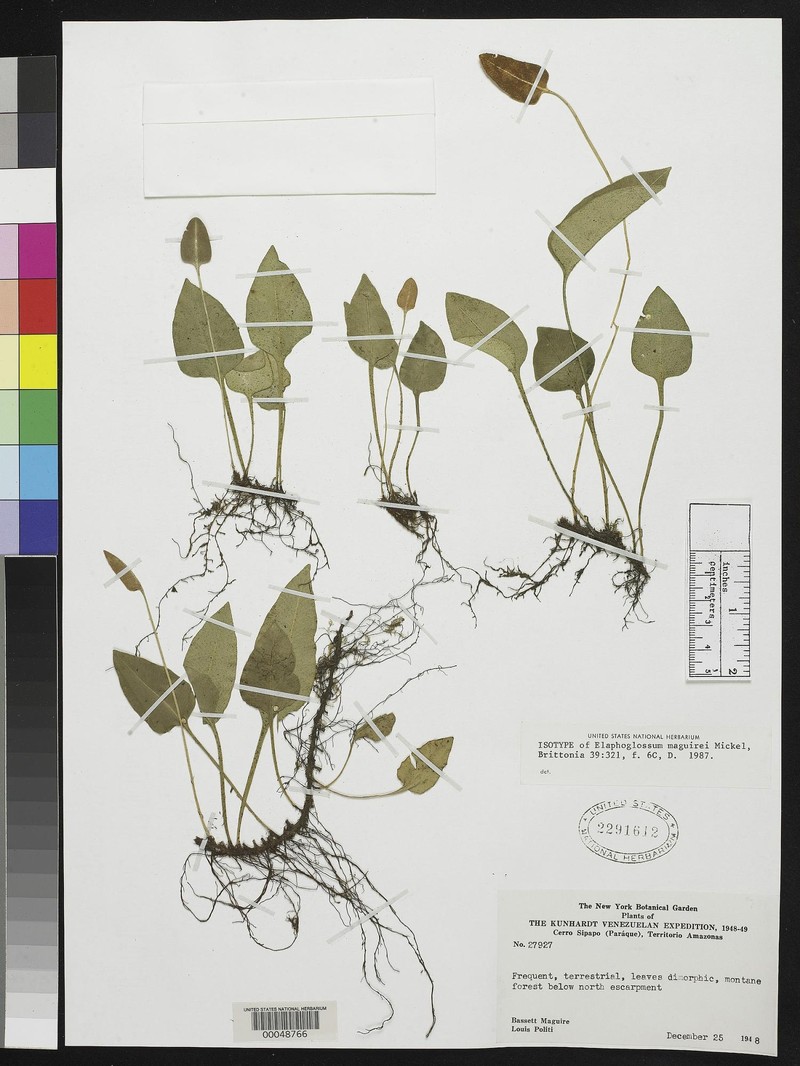 Elaphoglossum maguirei photo 3