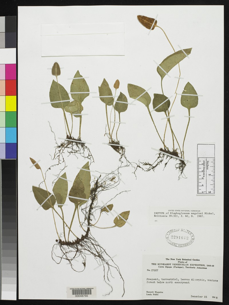 Elaphoglossum maguirei