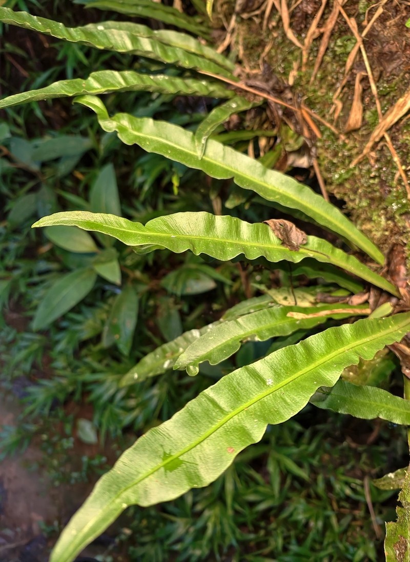 Elaphoglossum malgassicum