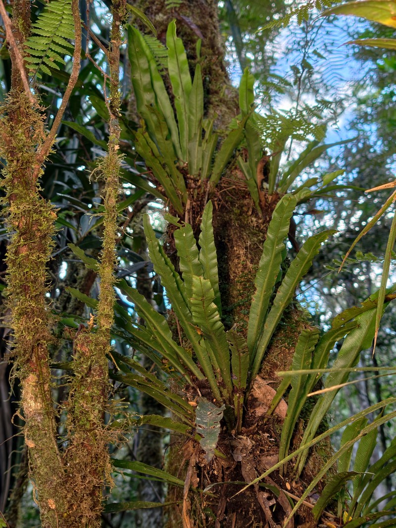 Elaphoglossum malgassicum photo 3
