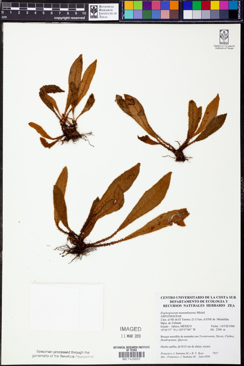 Elaphoglossum manantlanense