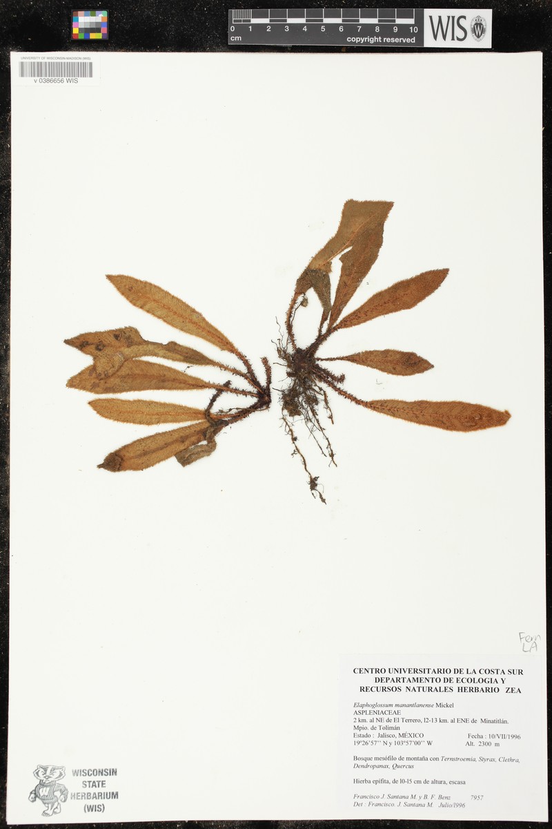 Elaphoglossum manantlanense photo 2