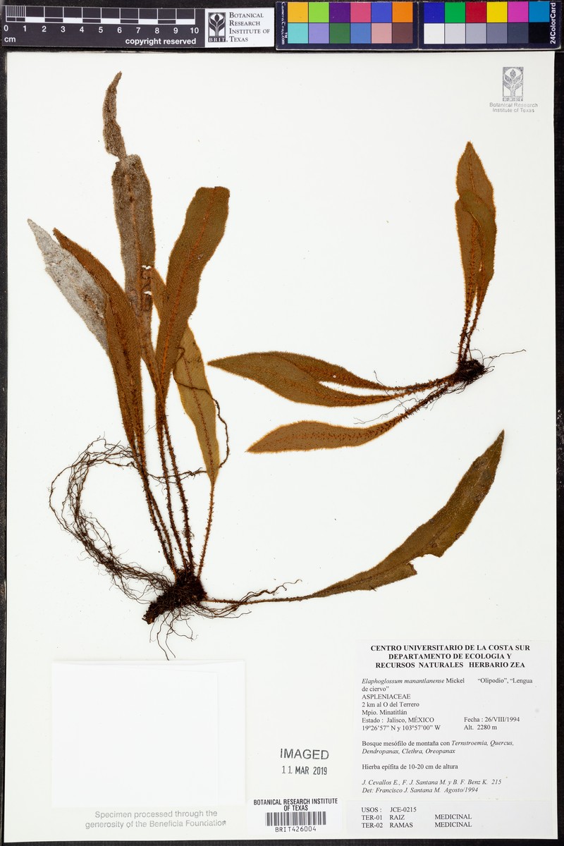 Elaphoglossum manantlanense photo 3