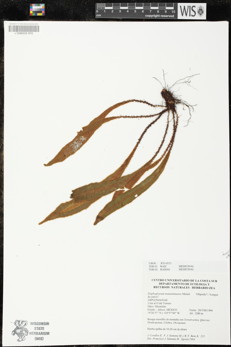 Elaphoglossum manantlanense photo 4
