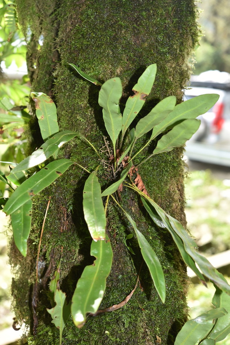 Elaphoglossum marginatum