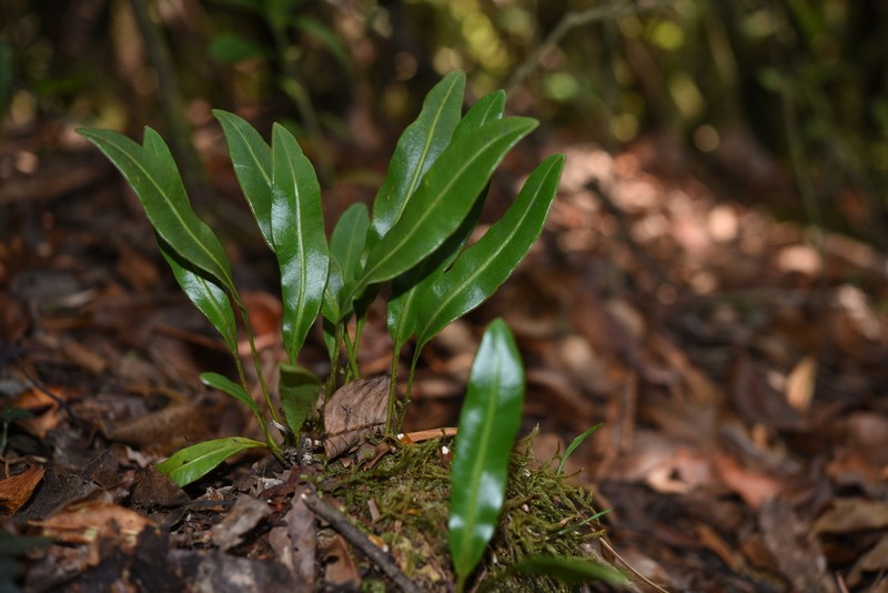 Elaphoglossum marginatum photo 2