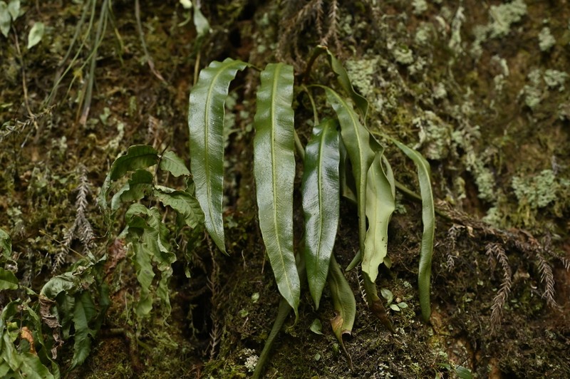 Elaphoglossum marginatum photo 3