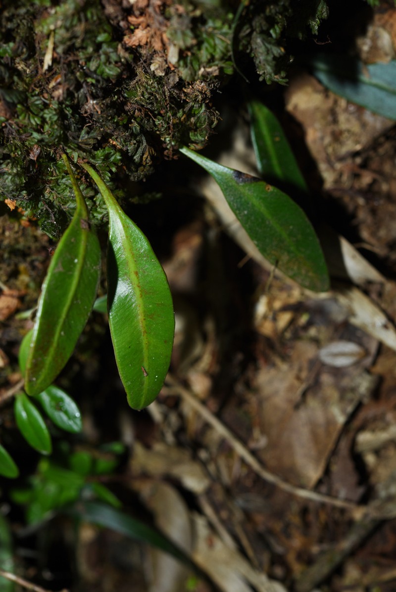 Elaphoglossum marginatum photo 4