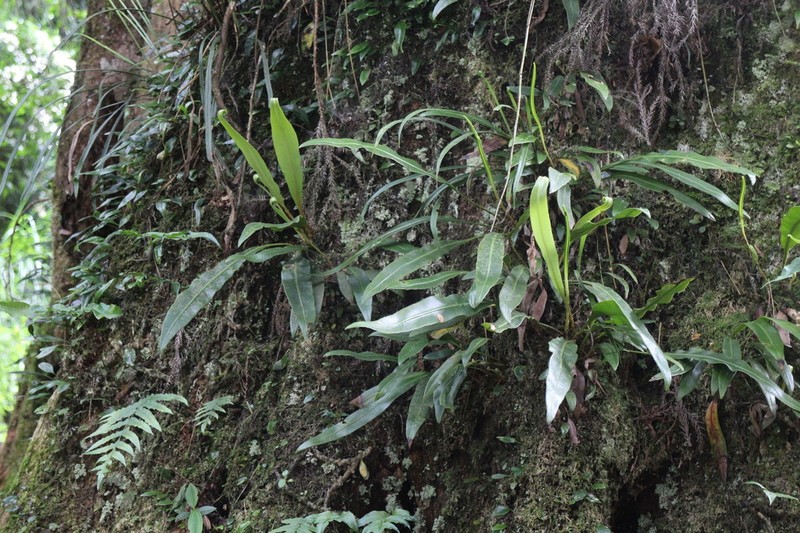 Elaphoglossum marginatum photo 5