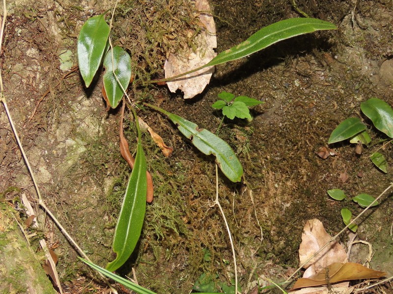 Elaphoglossum marginatum photo 6
