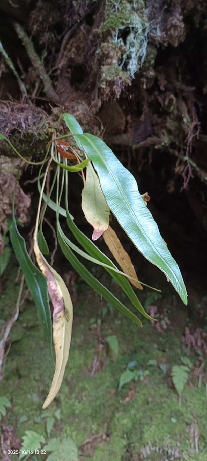 Elaphoglossum marginatum photo 7