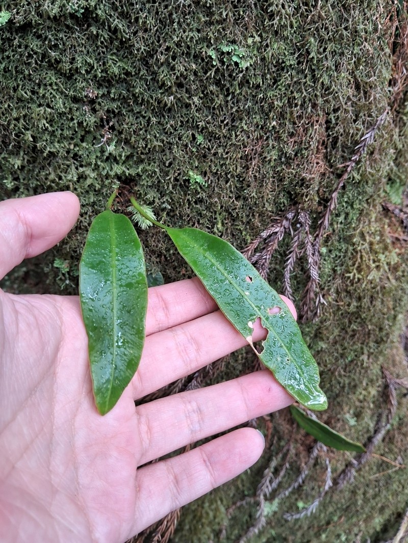 Elaphoglossum marginatum photo 8