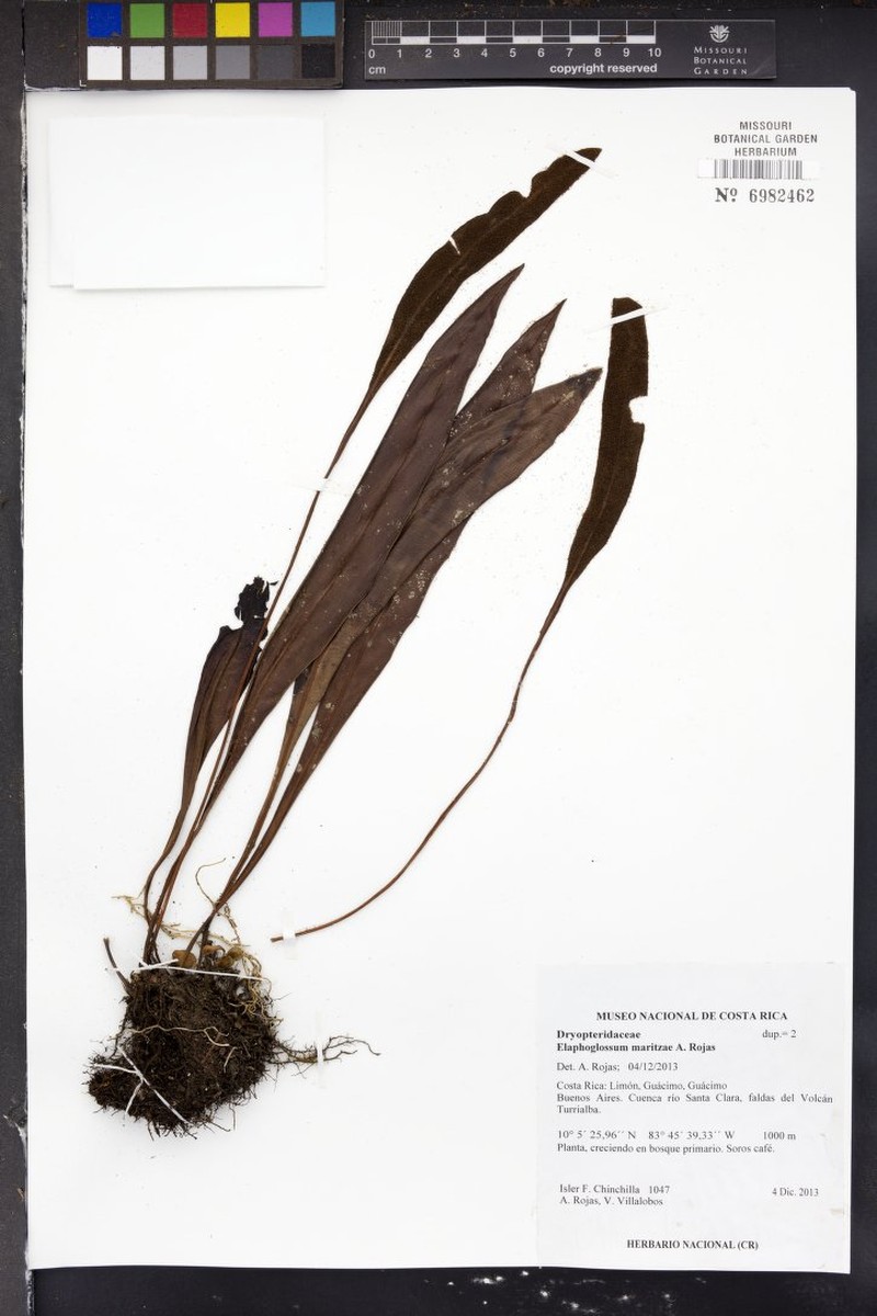 Elaphoglossum maritzae
