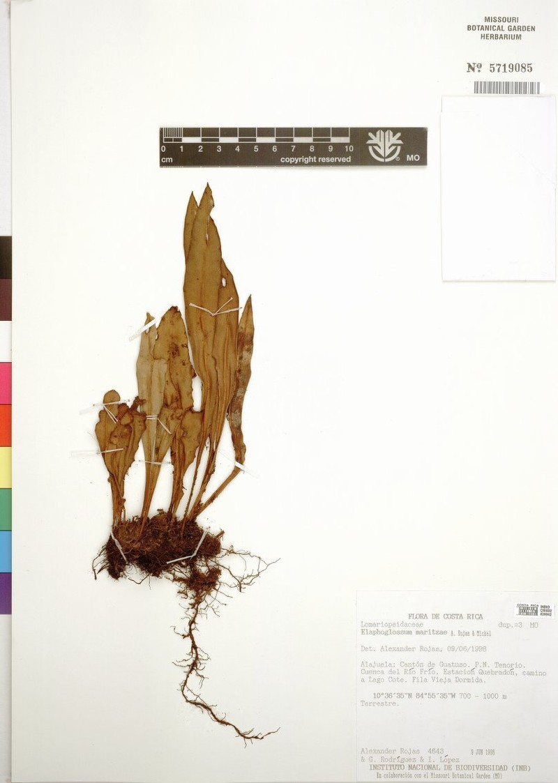 Elaphoglossum maritzae photo 2
