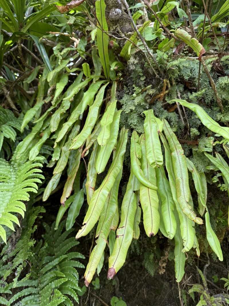 Elaphoglossum marquisearum