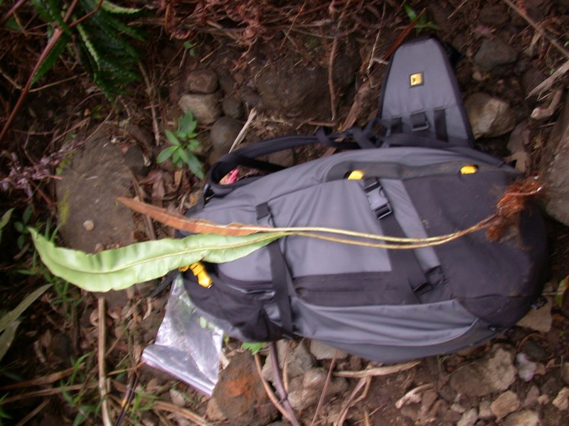 Elaphoglossum marquisearum photo 2