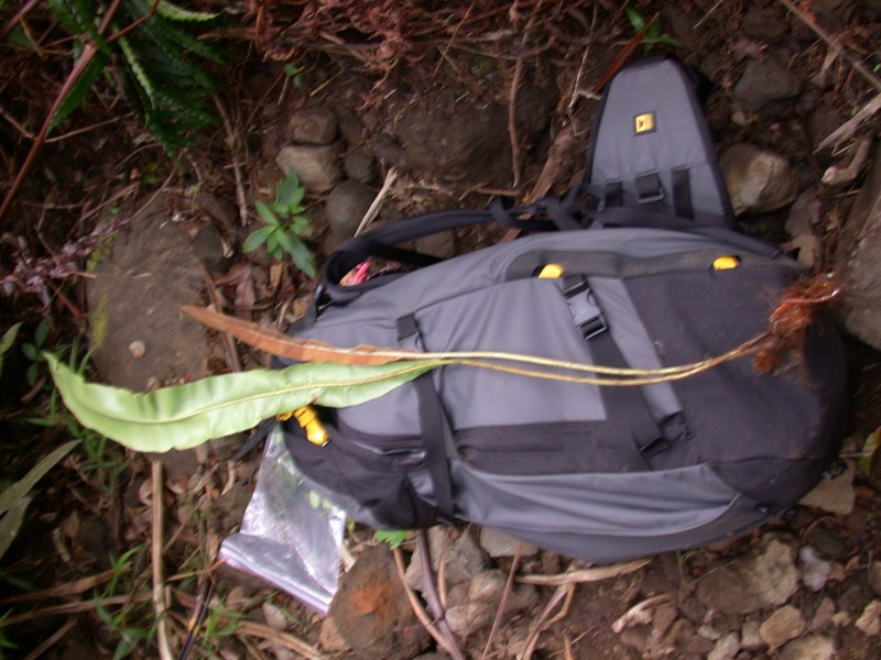 Elaphoglossum marquisearum photo 3