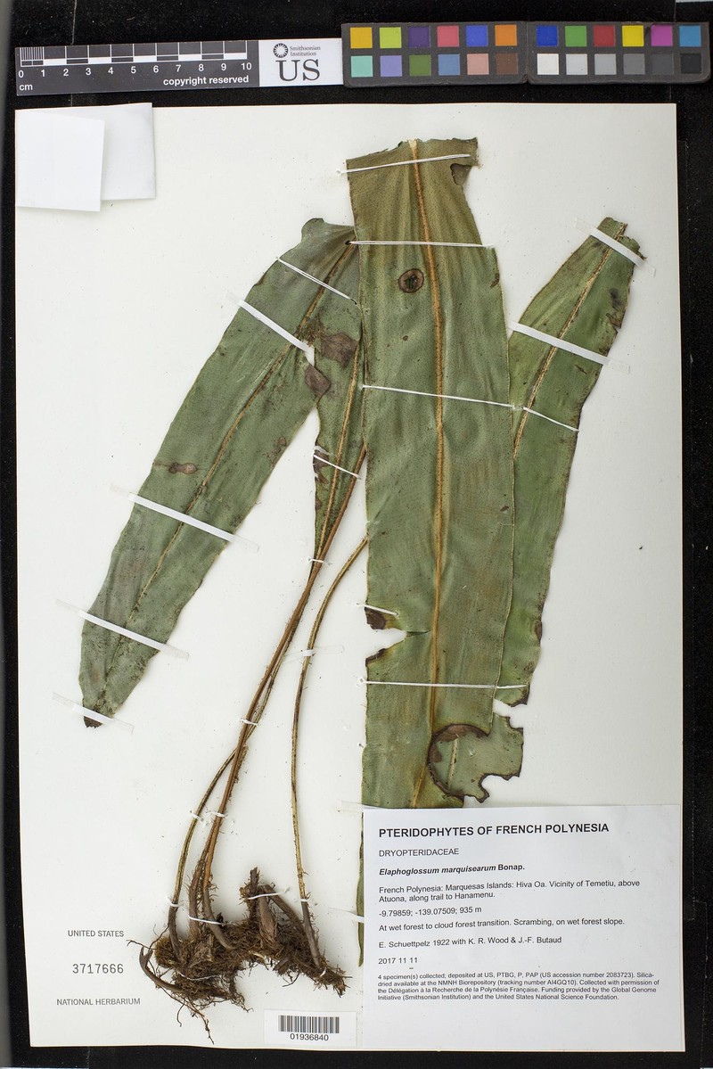 Elaphoglossum marquisearum photo 4