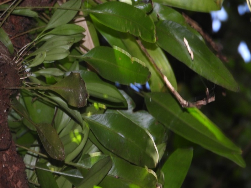 Martinique Tonguefern