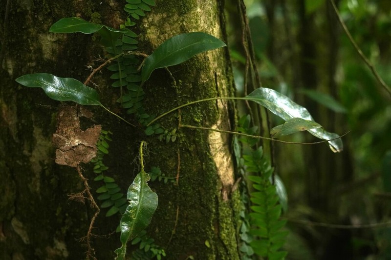 Martinique Tonguefern photo 2