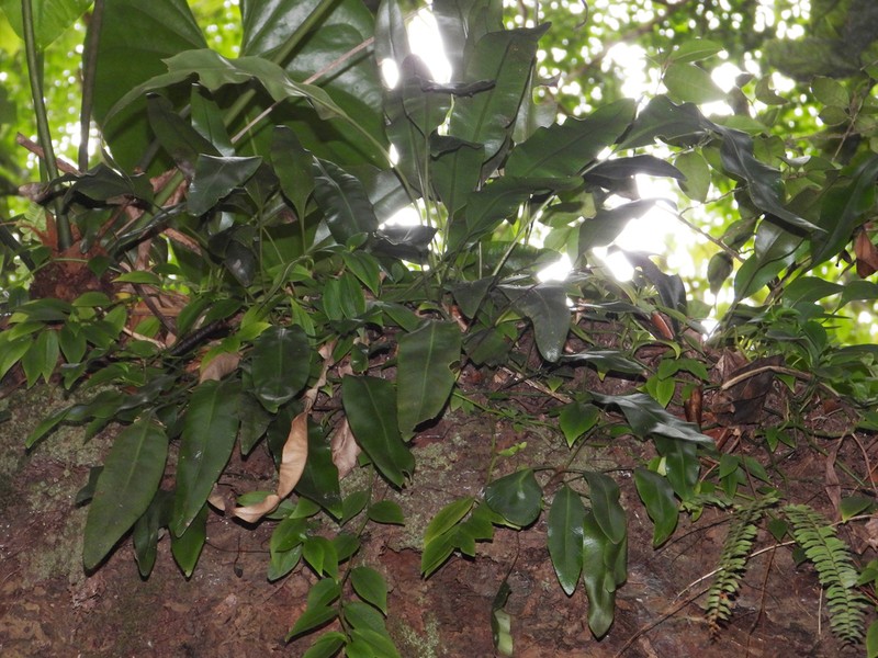 Martinique Tonguefern photo 3