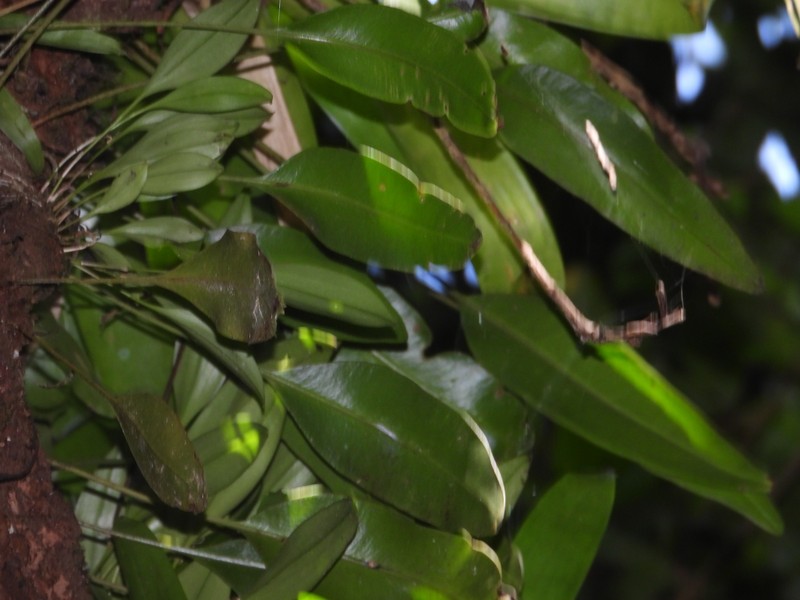 Martinique Tonguefern photo 4